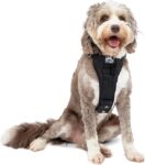 Top 10 Der Besten Hundegeschirre 2026